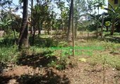 1/4 of an Acre for sale,Mkomani