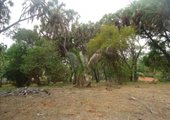 2 Acre plot for sale second row from the beach,Nyali