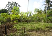 3.5 Acres Farm in Mtwapa with a 4 Bedrooms Bungalow for rent