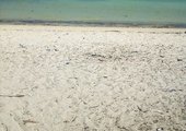 50 ACRES BEACH PLOT FOR SALE IN BOFA KILIFI COUNTY