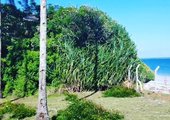 2Acres Beach Front For Sale In Shanzu